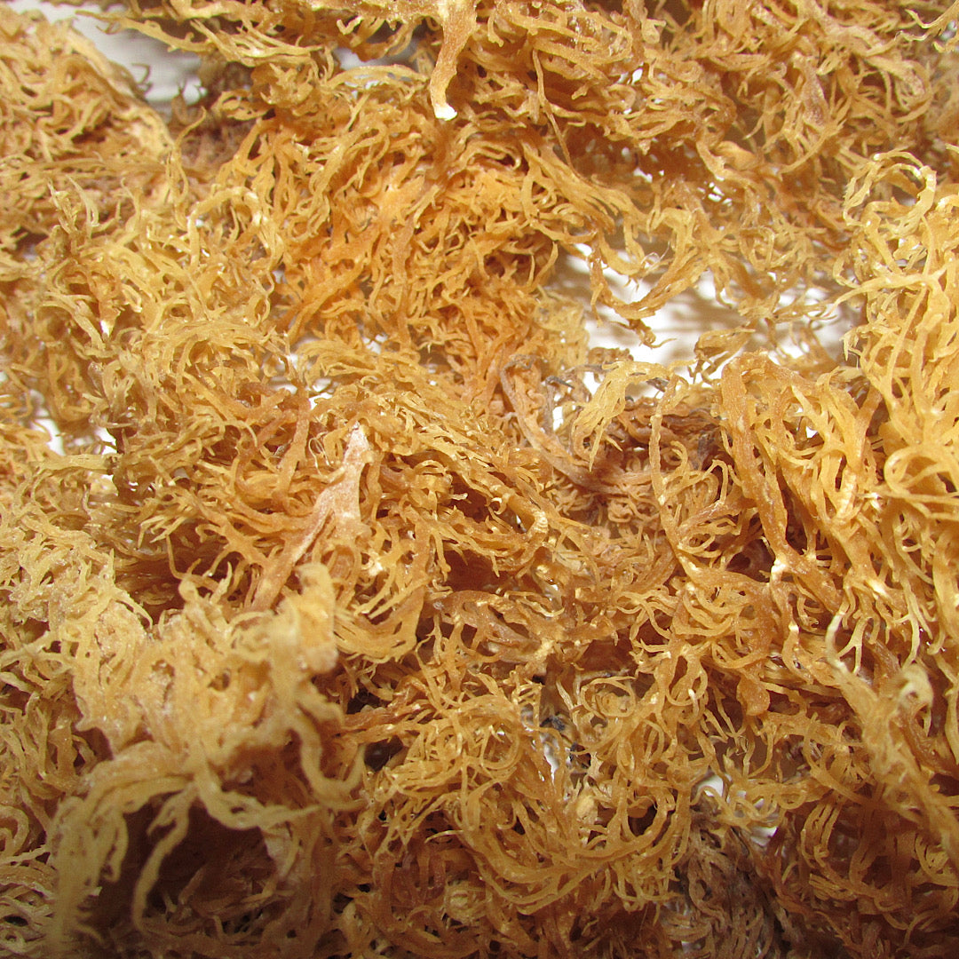 Raw Wild-crafted Gold Sea Moss Gel