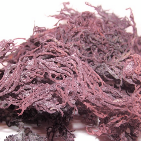 Sea Moss Gel Wildcrafted Golden or Purple